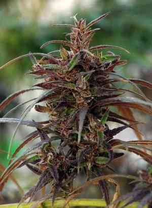 Oldtimers Haze > ACE Seeds | Semillas Regulares  |  Sativa